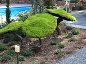 Visit the Showcase Home’s Wanderland Tea Garden