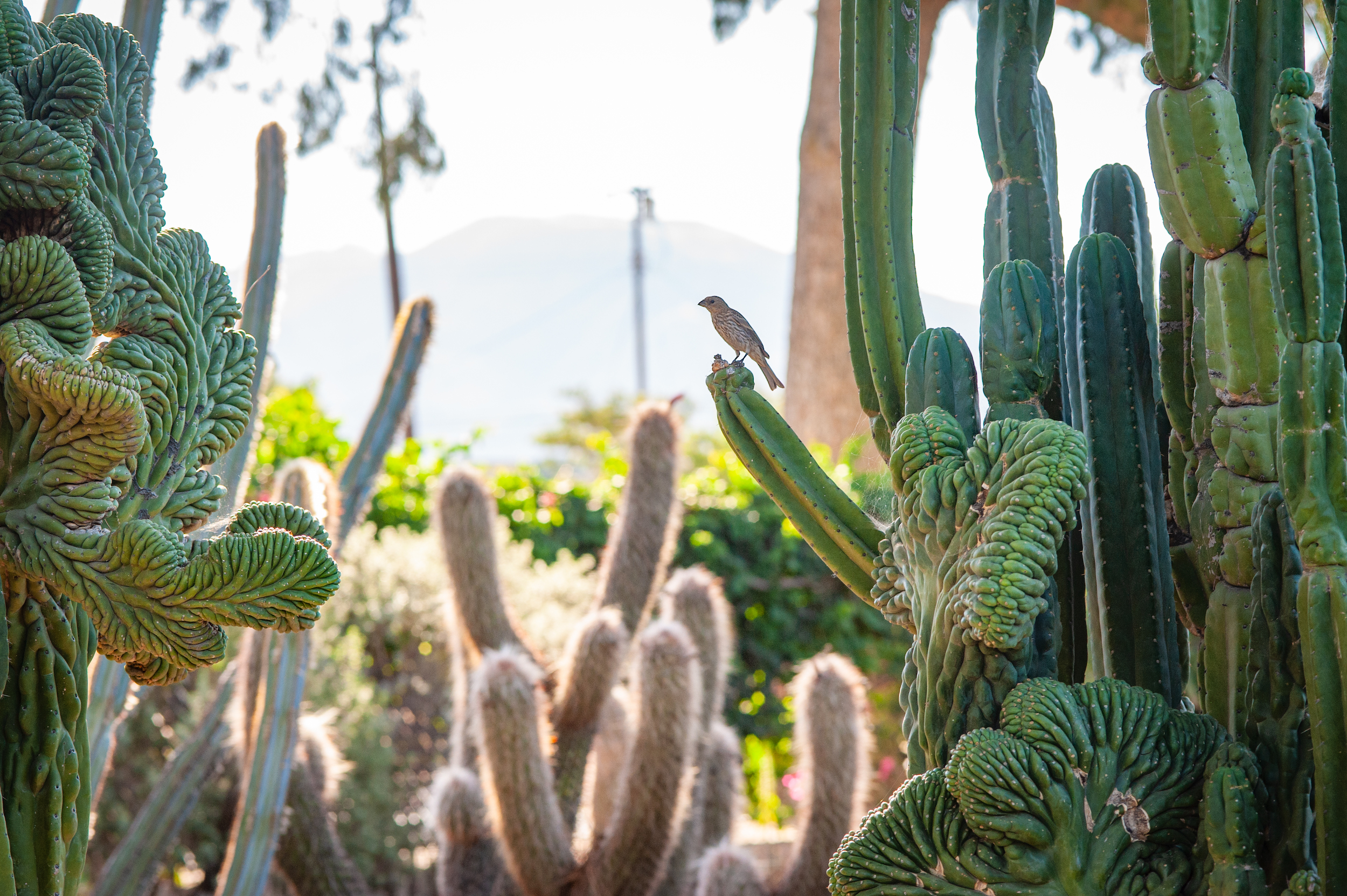 FormLA2022_Cacti+Bird_Kaufman_LHP-385