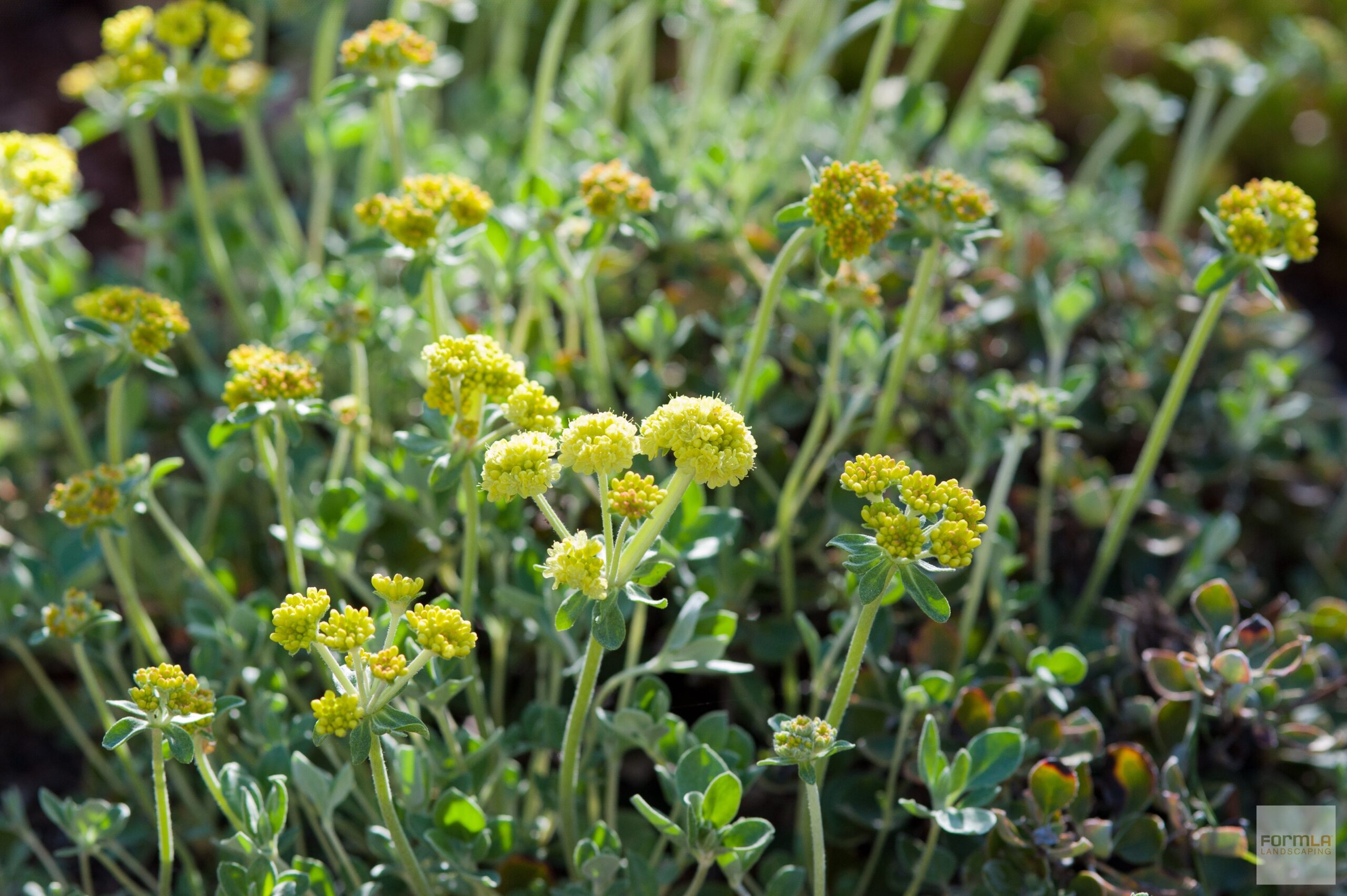 Sulphur Buckwheat