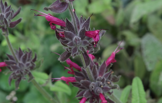 Hummingbird Sage