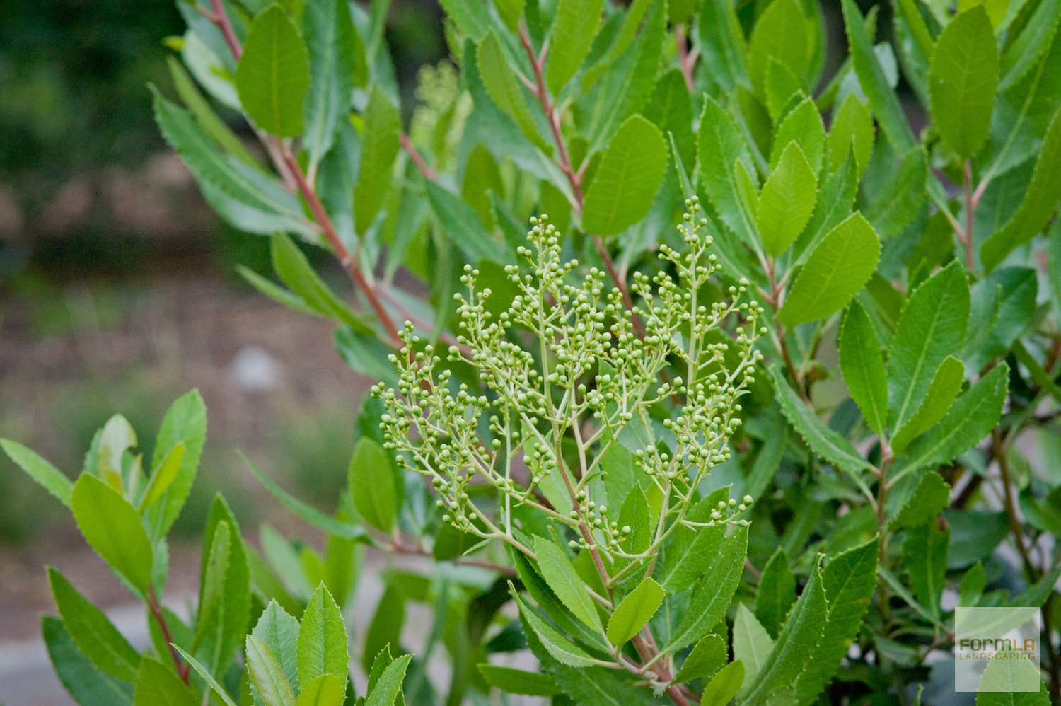 Toyon (Christmas Berry)