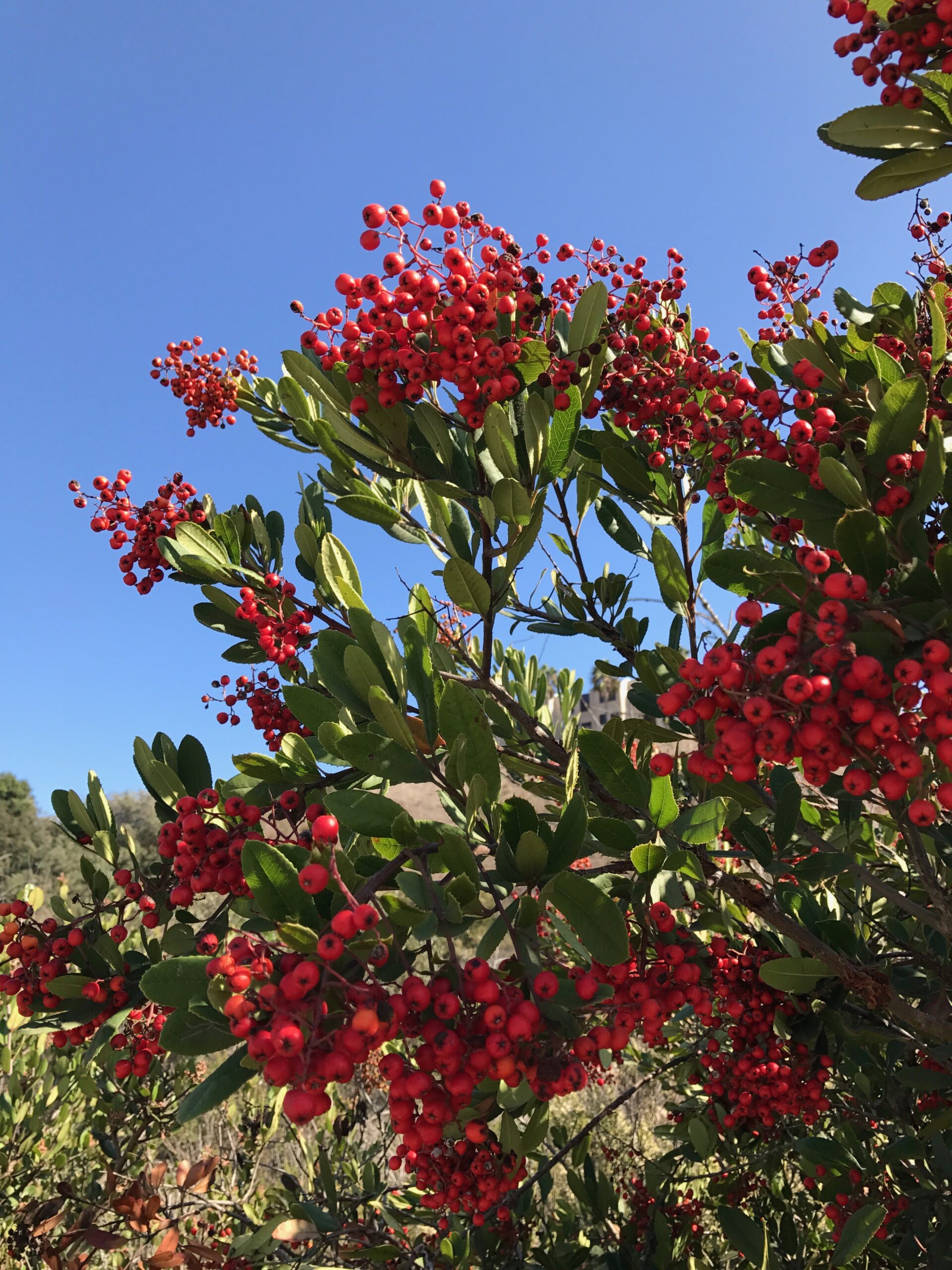 Toyon