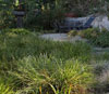 Carex Meadow in Eagle Rock