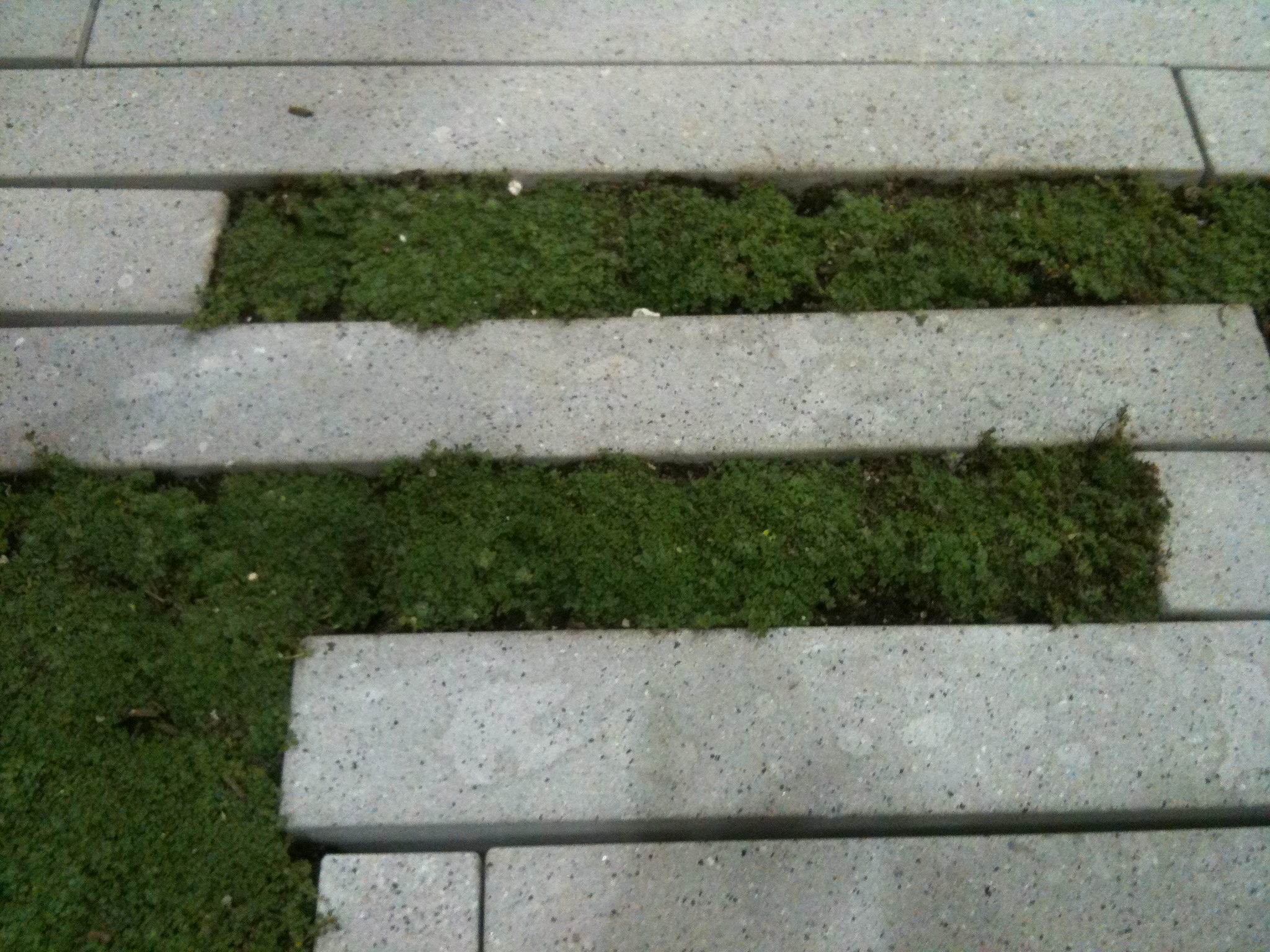 Stepstone with Foliage Joints