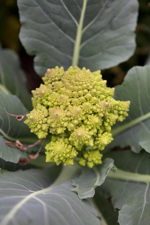 Green Cauliflower