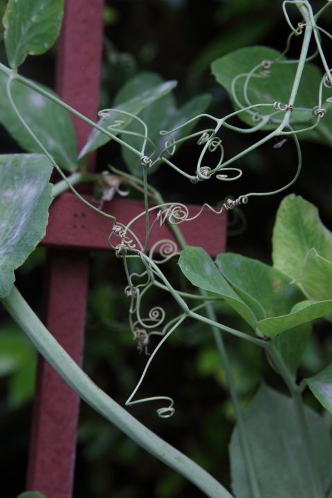 Pea Shoots Climb