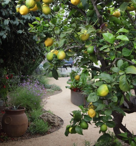 Lemons Limes and Chard