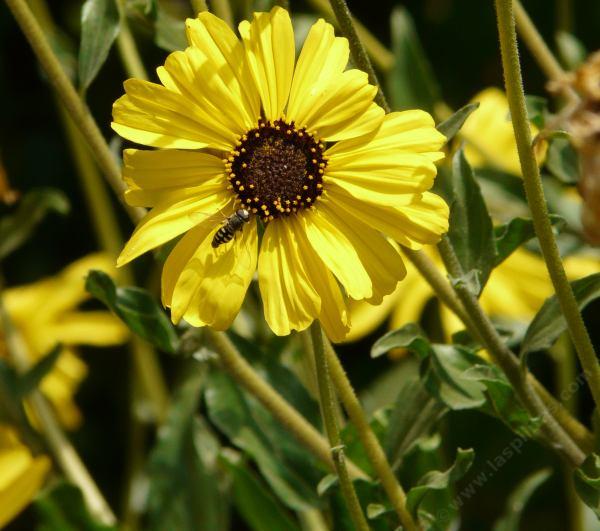 Encelia Californica