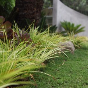 5 Secrets to A Beautiful Drought Tolerant Lawn