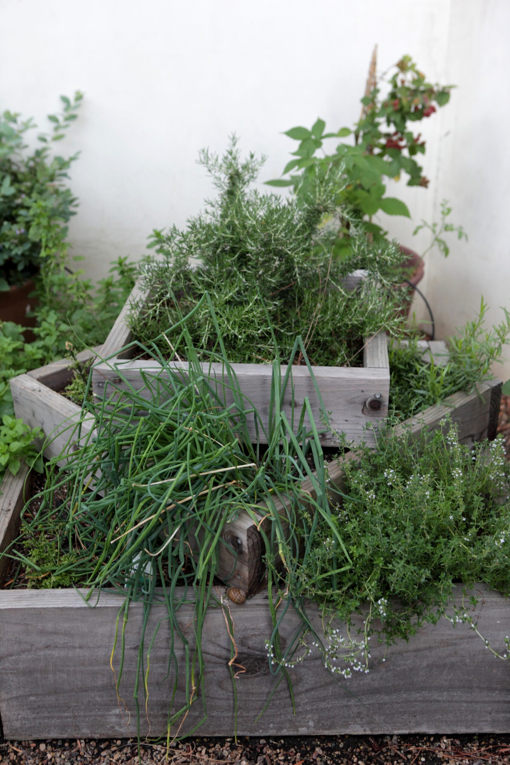 Raising the Rosemary