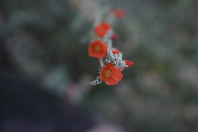 Desert Globemallow