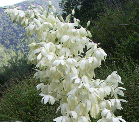 Hesperoyucca_whipplei_YuccaBloomClose_DavidMagney