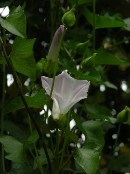 450px-Calystegia_macrostegia_ssp._cyclostegia_’Candy_Cane’_02