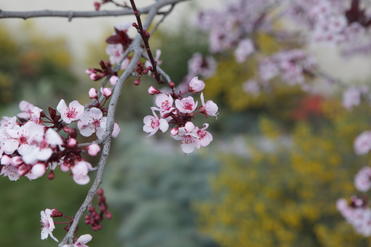 Blossoms