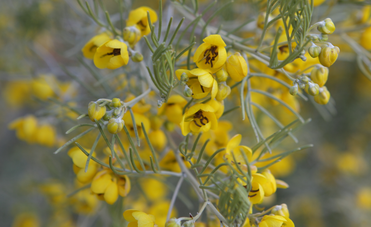 Cassia Artemisioides Blooms