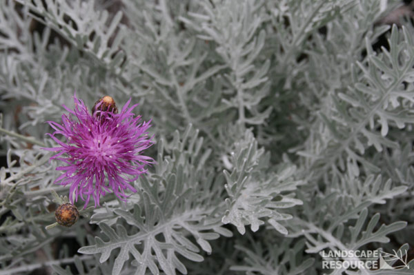 Centaurea Gymnocarpa