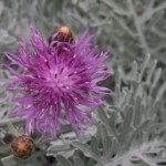 FormLA2015_Descanso_Centaurea gymnocarpa