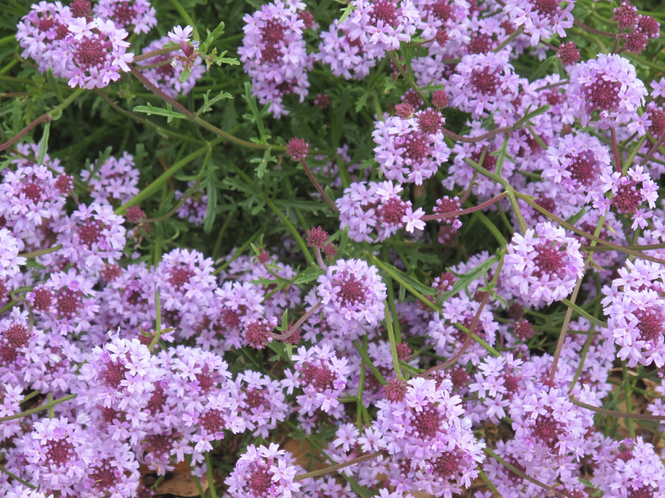 Lilac Verbena