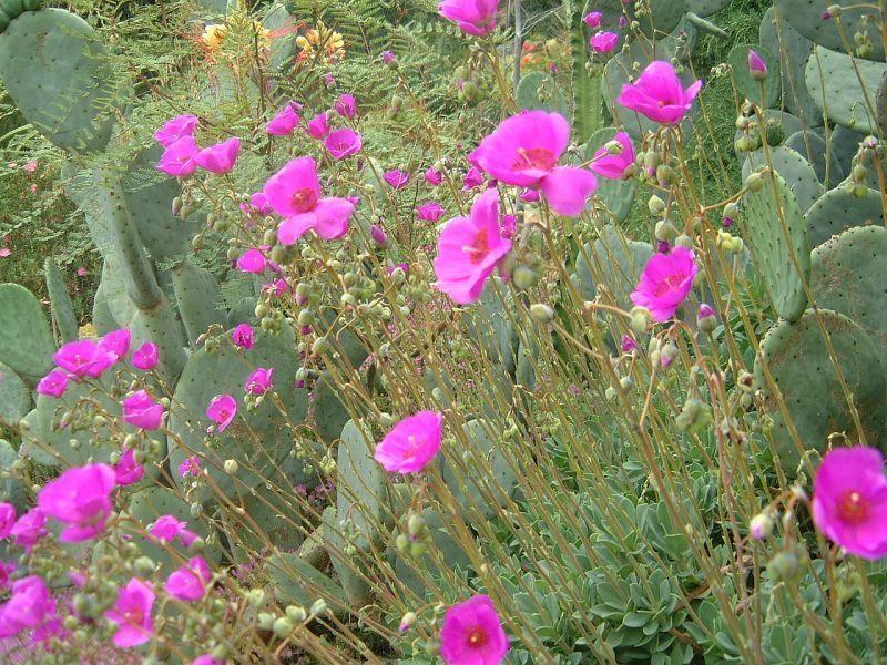 Rock Purslane