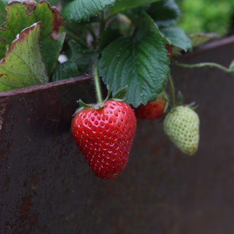 strawberry