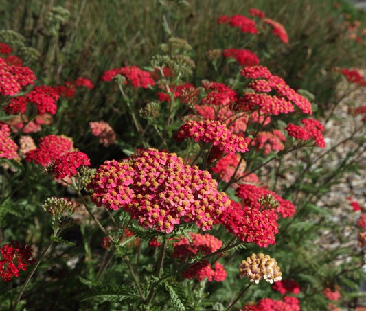 Red Yarrow