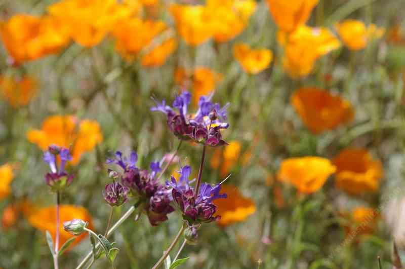 California poppy with Celestial Blue Salvia