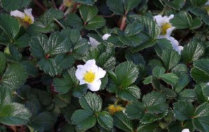 fragaria-chiloensisbeachstrawbery las pilitas