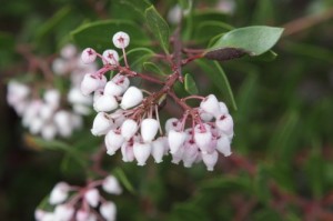 Manzanita Blooms