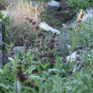 Hummingbird Sage Lures Wildlife