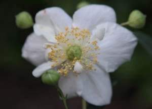 FormLA2016_Policini_Blooms_CarpenteriaSingle&Buds