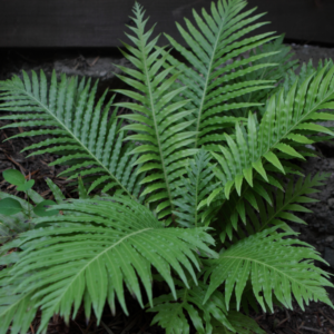 Green Your Garden with Ferns