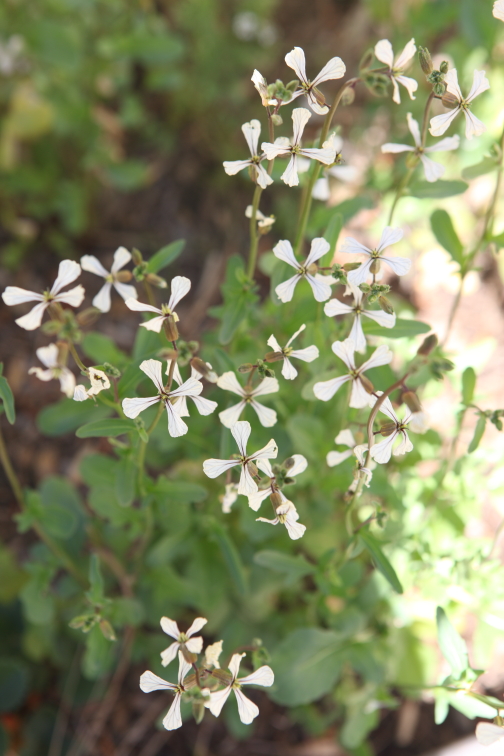 Arugula