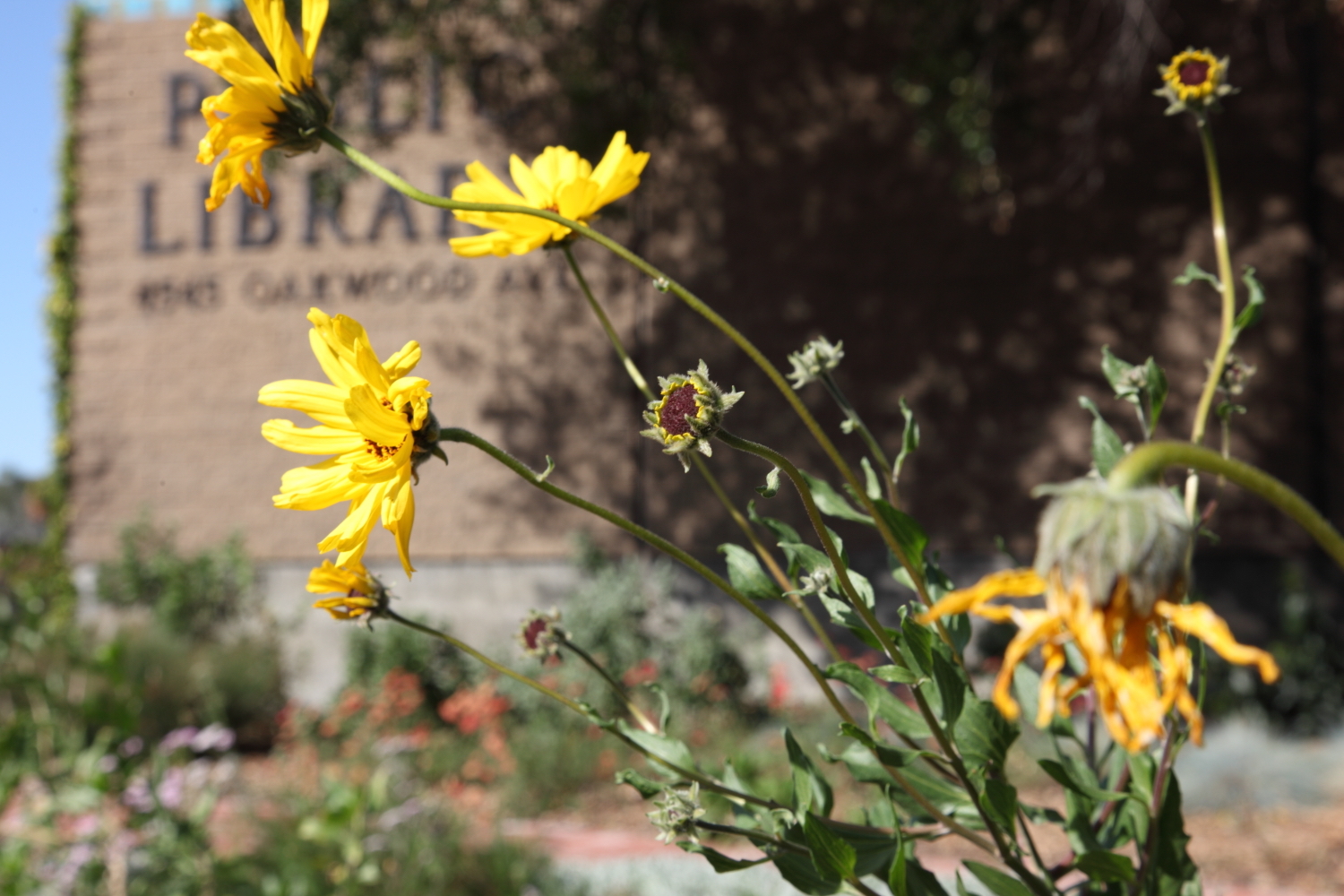 FormLA2010_Library_Blooms_CAgardenYellowDaisyLikeBigger