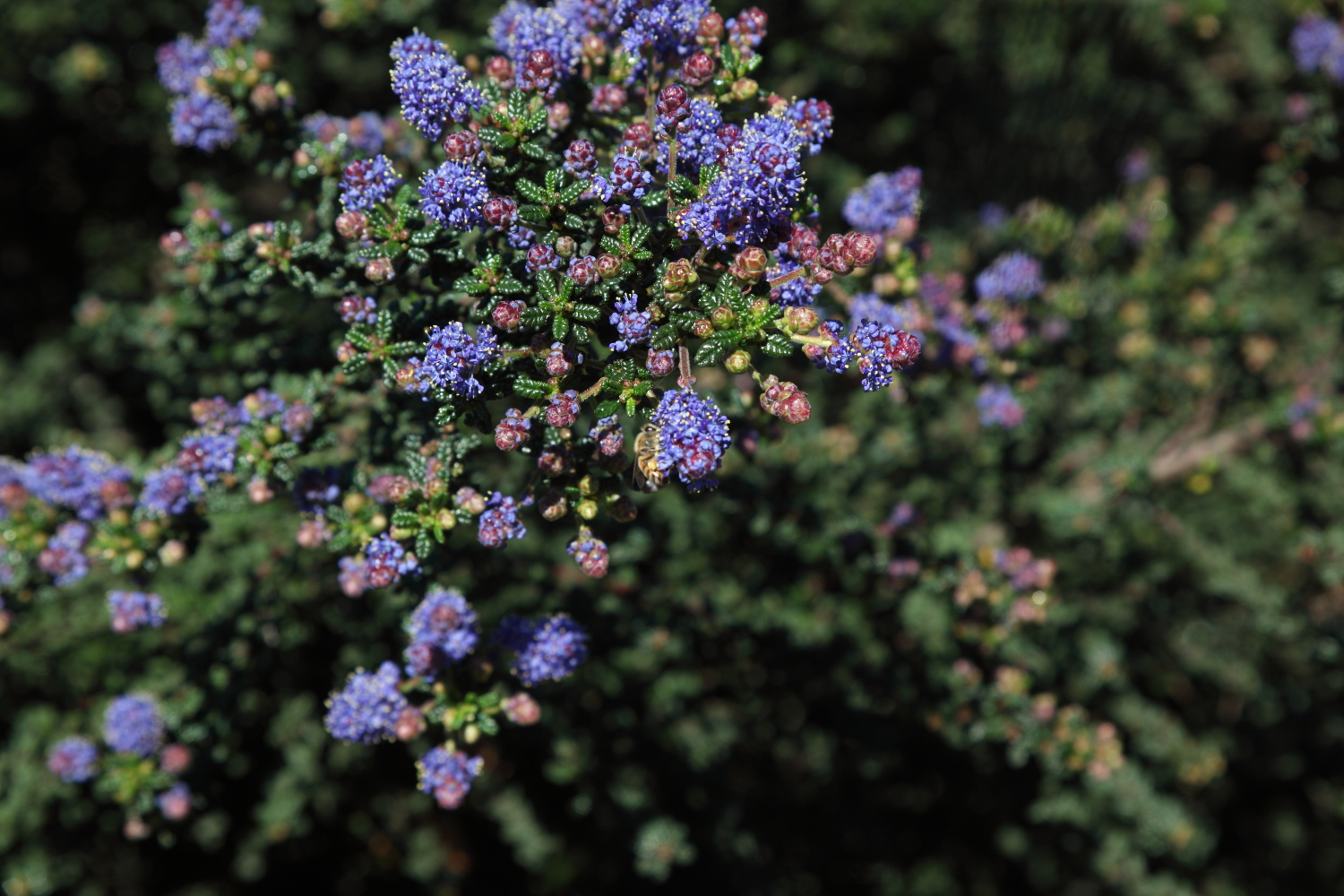 FormLA2010_Library_Blooms_Ceanothus