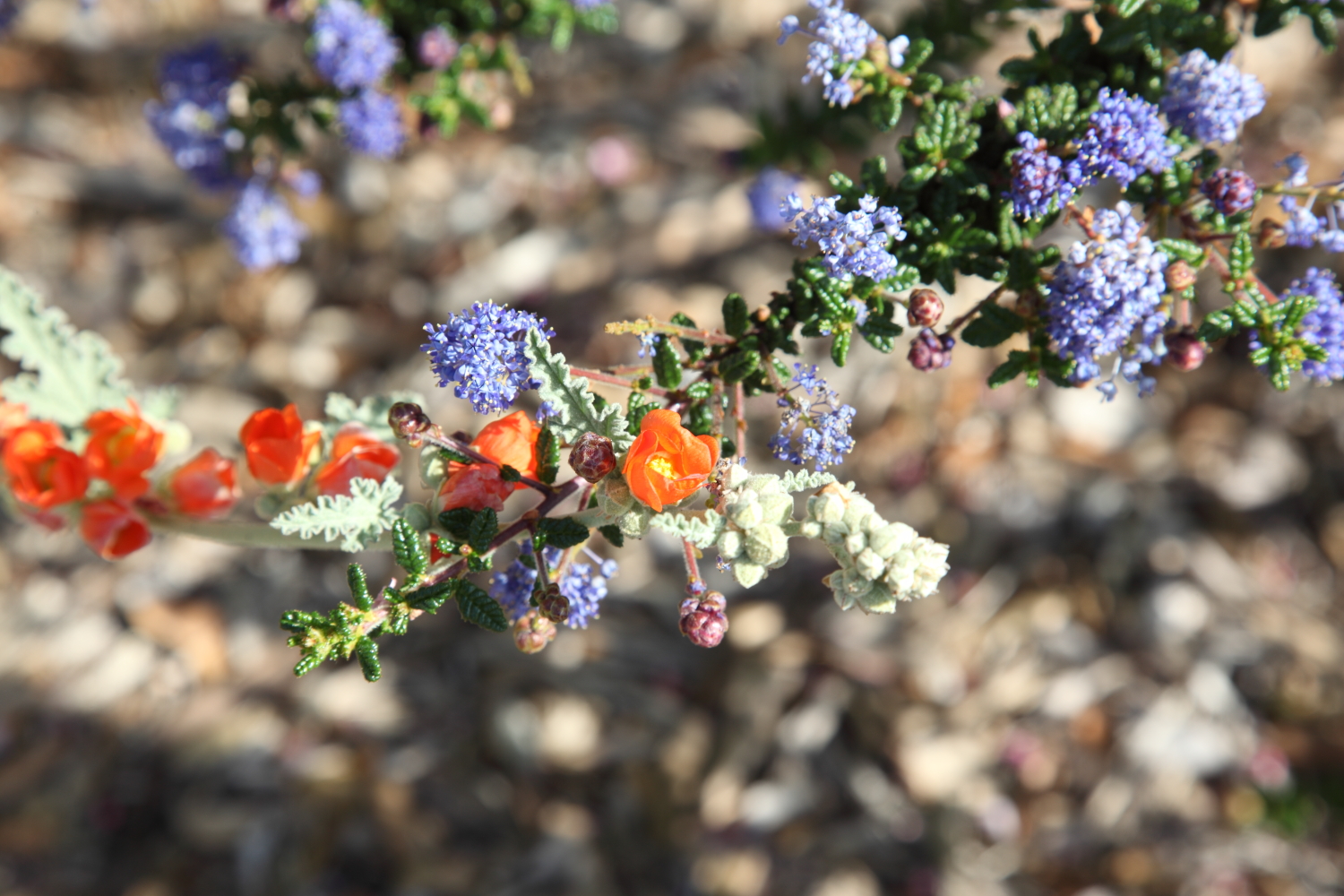 FormLA2010_Library_Blooms_CeanothusDesertGlobemallow