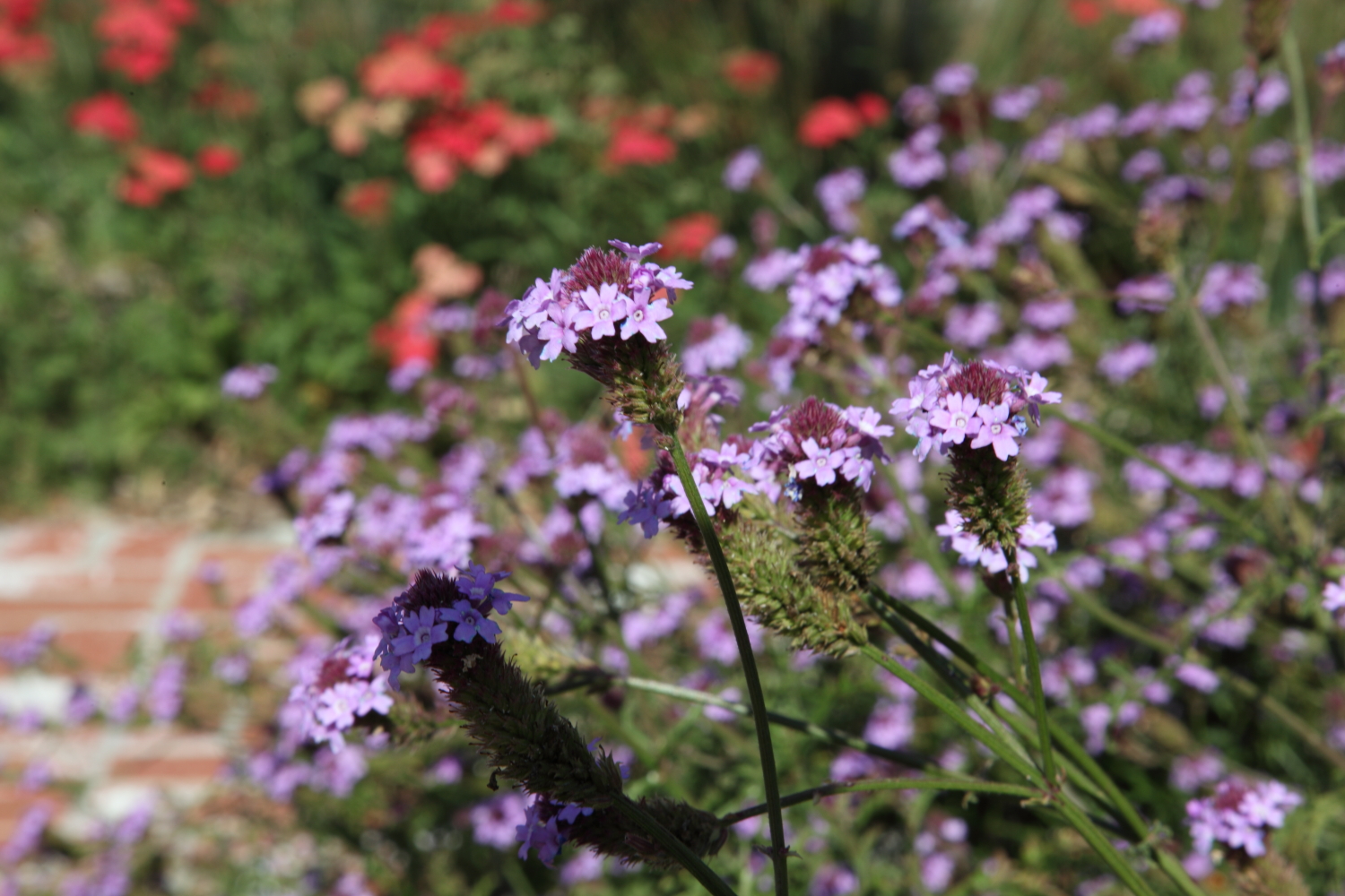 FormLA2010_Library_Blooms_Verbena