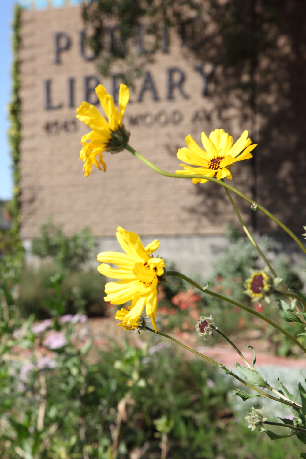 FormLA2010_Library_Blooms_YellowDaisyLikeCAGarden