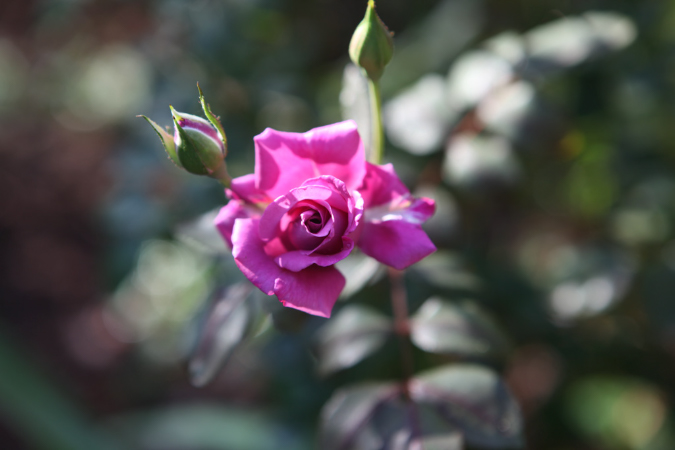 FormLA2010_Weich_Blooms_GreyWaterRose