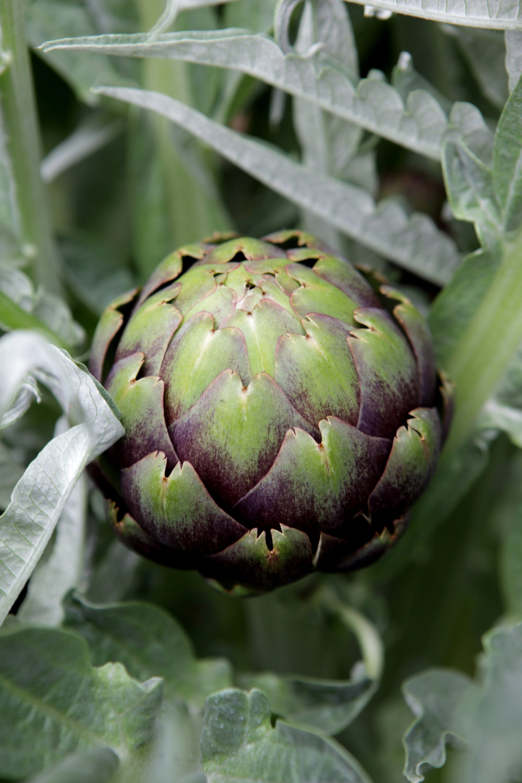 FormLA2014_Weiss_Blooms_Edible_Artichoke