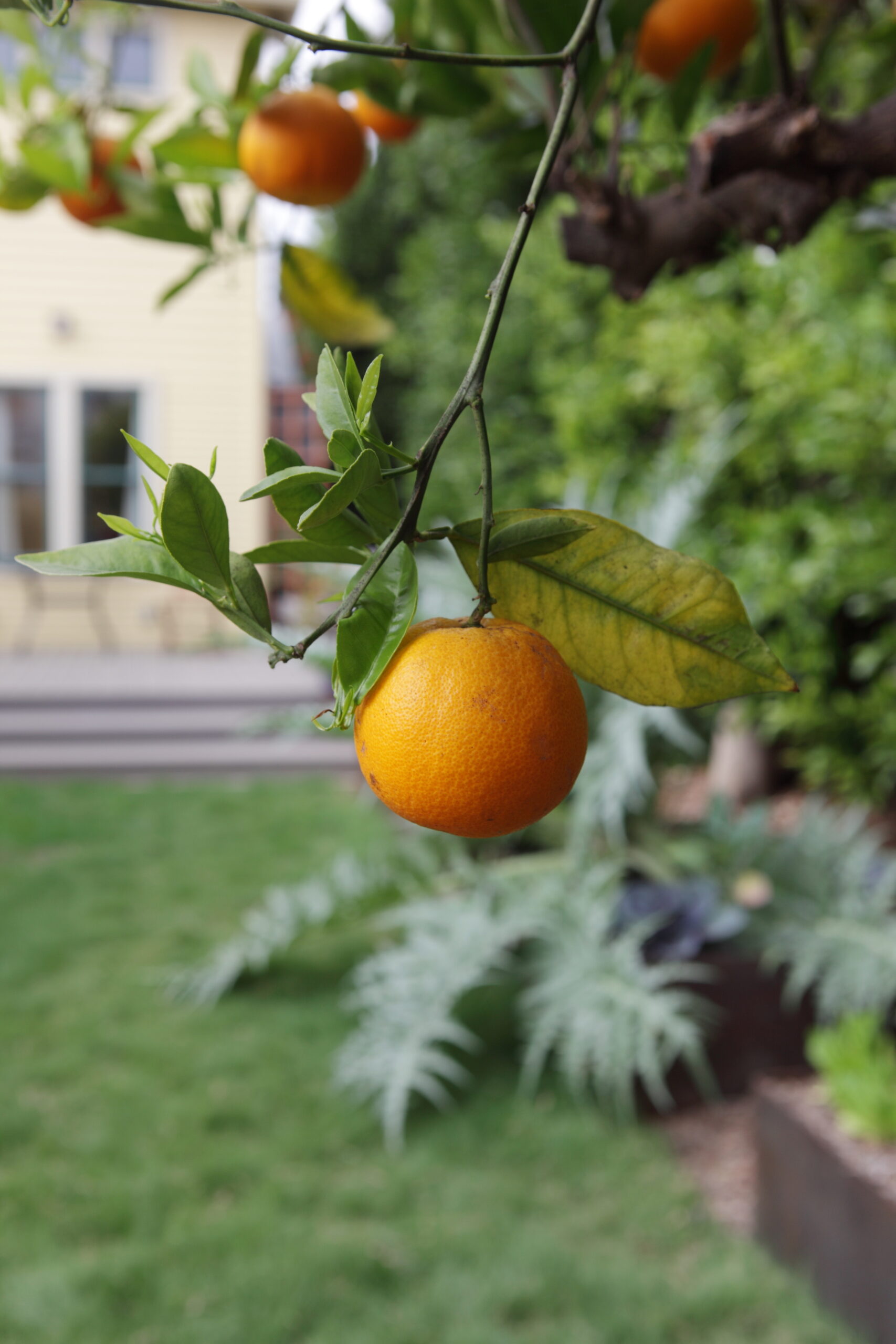 FormLA2014_Weiss_Blooms_Edibles_Orange