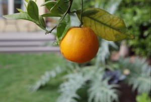 FormLA2014_Weiss_Blooms_Edibles_Orange2