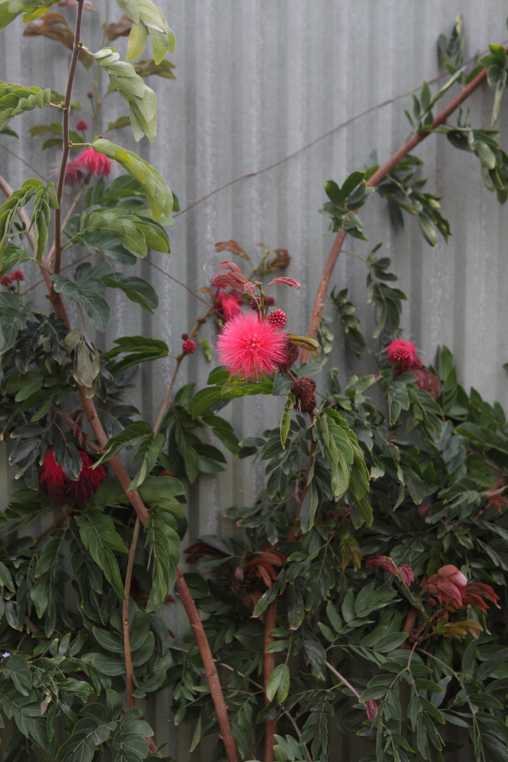 FormLA2014_Weiss_Blooms_FeatherDuster