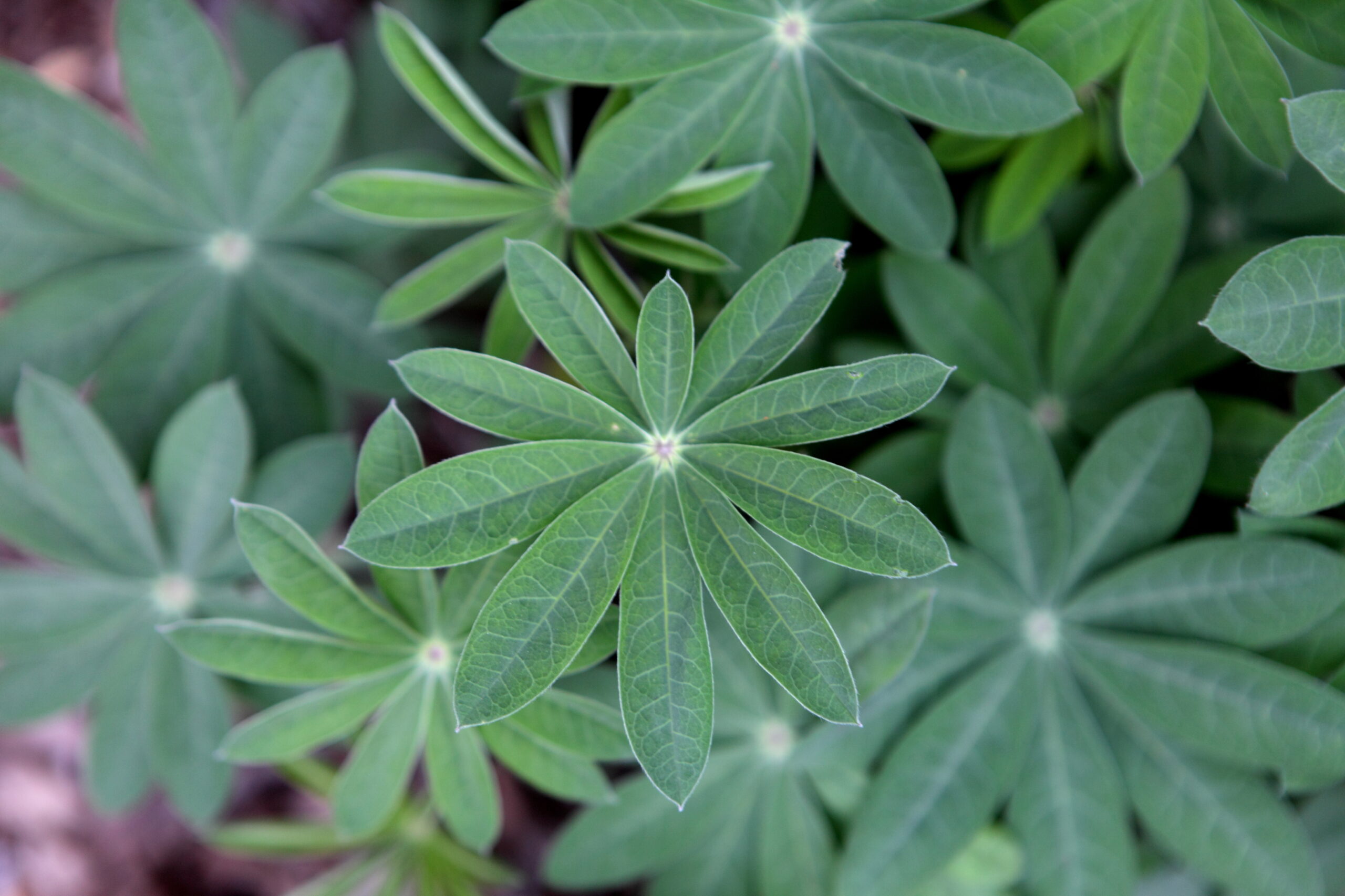 FormLA2014_Weiss_Blooms_FoliageStar