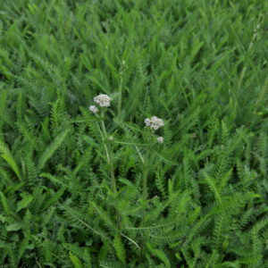 Mulch for a Healthy Lawn