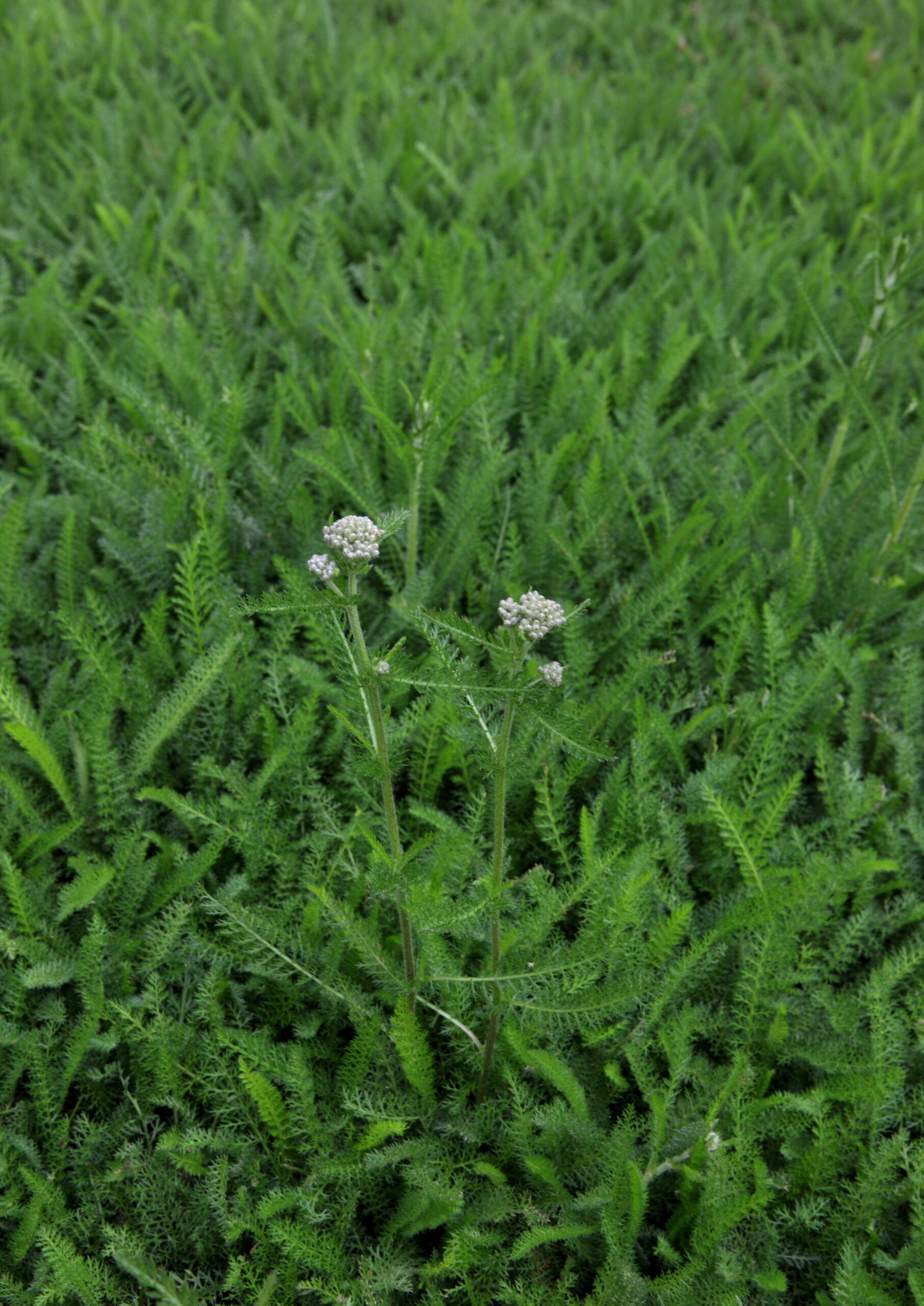 Yarrow Blooms