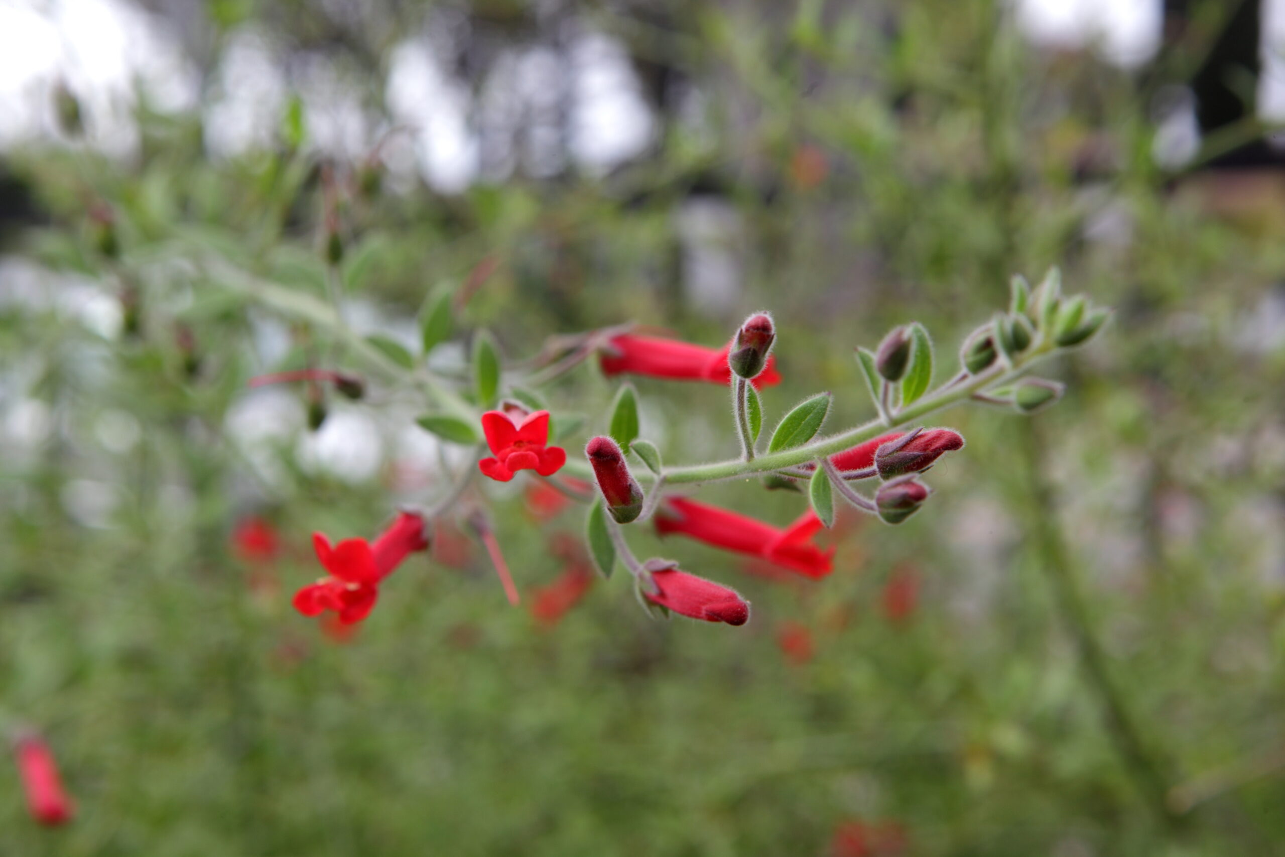 FormLA2014_Weiss_Blooms_IslandSnapdragon?