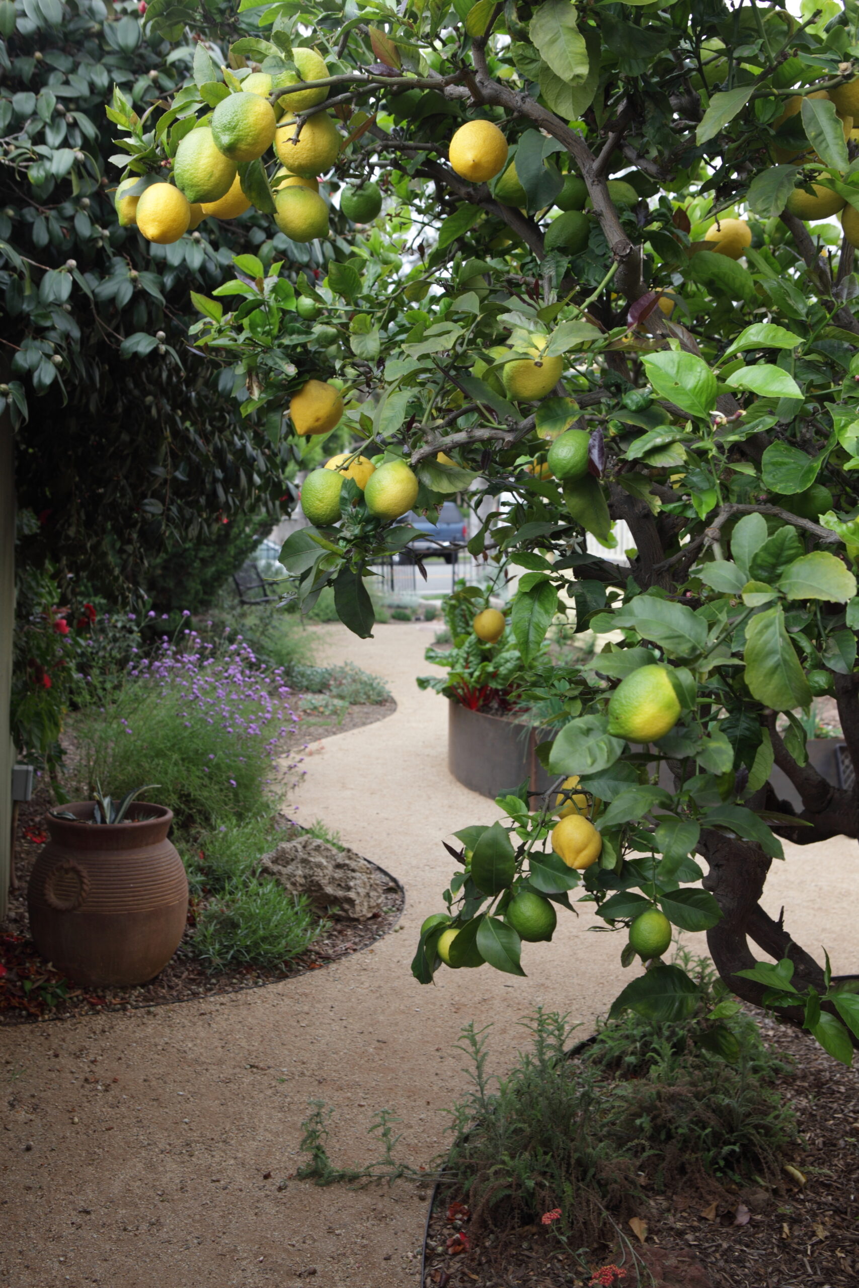 FormLA2014_Weiss_Tree_Lemon