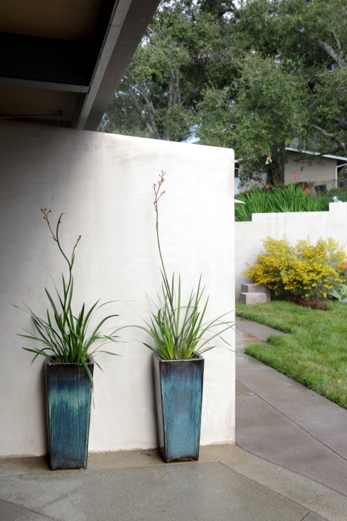 FormLA2015_Hamlin_Blooms_ContainedKangarooPaw?