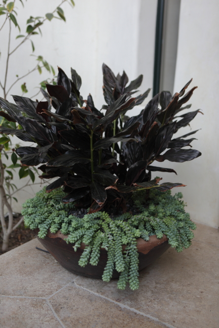 FormLA2015_Wolf_Blooms_ContainedDarkFoliage