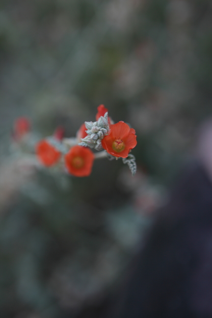 Desert Globemallow